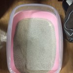 [고양이] 냥이가 응아를 바닥에다쌈ㅜ 도와주세요