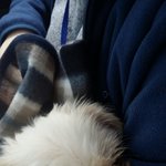 [유기견애견] 유기견 강아지 잭슨이야기