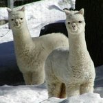 [방탄소년단] <b>정근</b>이 이거닮음!!!!!!!