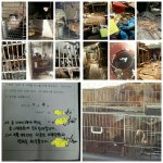 [동행세상] 개농장에서 태어난 축복이 새끼들에게 가족이 되어주세요...