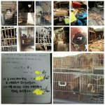 [동행세상] 개농장에서 구조한 <b>보리</b>