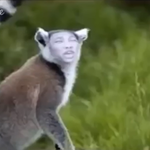[방탄소년단] 우리<b>몬이</b>한테 왜그러는거얔ㅋㅋ 영고<b>몬</b>