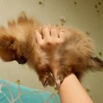 [강아지] 우리 행복이 하찌~