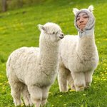 [방탄소년단] 앙 기뮤띠