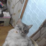 [고양이] 누나 <b>동생사이</b>