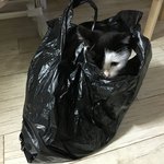 [고양이] 고양이가...집으로들어왓어요 그리고나서~