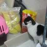 [고양이] 편냥이 4총사를 소개합니다~ 3탄