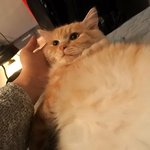 [4냥이<b>집사</b>] 오구오구- 놀숲믹스 우리집 심쿵냥 막내 오구 :-)