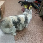 [고양이] 광명 소하동 <b>부근</b> 고양이 잃어버리신분~~~