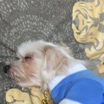 [유기견애견] (추가) 유기견 강아지 <b>잭슨</b>이야기 2