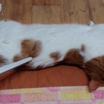 나의 동거남 <b>도칠</b>이와의 주말.