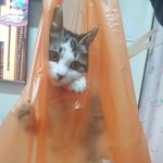 [고양이] 길냥이 <b>팔자</b> 근황이예요~~
