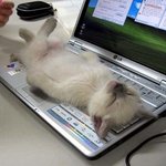 놀아달라고 <b>시위</b>하는 고양이