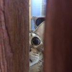 [고양이] 고양이 <b>철수</b> 상추