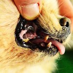 [유기견] [해비핀] 번식장에서의 10년, 모든 걸 빼앗긴 포리...