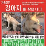 서울 광진구 / 대형견 / 진돗개 / <b>봉순</b>이를 애타게 찾습니다.