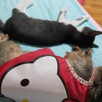 몽이랑냥이