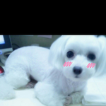 우리 13살유기견 <b>우미</b>소개해용