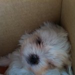 [강아지] 말티즈의 탈을 쓴 비글 똘이 자랑하러 왔습니당 ㅎㅎ