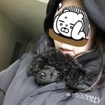 [블랙푸들] 찰리가  또  왔어요~!!