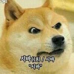 시바견사진좀 <b>쥬</b>