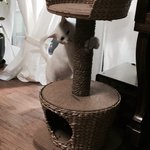 [고양이] +++고양이조언좀해줘ㅜㅠㅠㅠ(<b>발톱</b>제거))