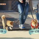 [EXO] 솔까둘기즈들전부터 ㄹㅇ안좋아했음