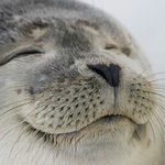 전이제자러가용 <b>잘</b><b>자</b>요판녀들