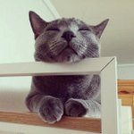 턱 <b>받침</b>이 좋은 고양이