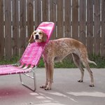 꺼내주고 싶은 <b>말썽</b>쟁이 동물들