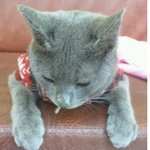 [고양이] 벌써 5년.. 고양이와의 인연(<b>묘연</b>)