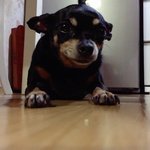 10살 아이? <b>미니</b>핀 진달래를 소개합니다