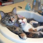 싱크대와 세면대를 <b>점령</b>한 고양이
