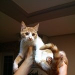 [고양이] 개냥이 <b>띨띨</b>이