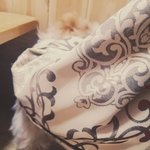 [강아지] 사랑받는 강아지