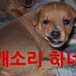 [드루와] <b>시발</b> 나 다이어트휴가 줬음 좋겠음