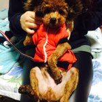 [강아지를찾] <b>마산</b>갈색푸들모카를찾습니다