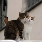 넘나 <b>사이</b>좋은 고양이 커플