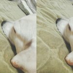 <b>빌라</b>에서 대형견민폐 인가요..ㅠ