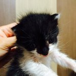 (고양이) 우리회사 마스코트 참새와 짹짹이를 소개합니다 <사진많음...