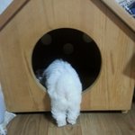 겁이 많은 말티즈 <b>하치</b>에요