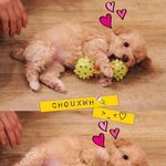 [인피니트] <b>콩떡</b>이 ㅜㅠㅜㅠ