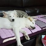[강아지] 우리 <b>아지</b>들 키우면서 제일 듣기 좋은 말은?
