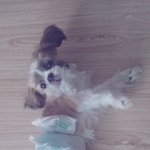 [강아지장난] [동영상속내<b>복주</b>의] 덥수룩이 왕자님이 되기까지