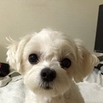 [강아지] 잘생긴 말티즈 쿠키를 소개 합니다