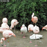 [댓글부탁해] 반배정헷<b>꿀꿀</b> 효과잇정??