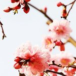 증사찍을때 배경