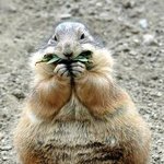 먹는 게 제일 좋은 <b>프레디</b> 독