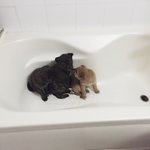 [강아지] 호구[진돗개] <b>한달째</b>부터 100일까지!! 심쿵주의