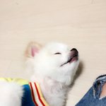 [강아지] 잠꾸러기 먹보 내동생 윤<b>삼식</b> [귀여움주위]